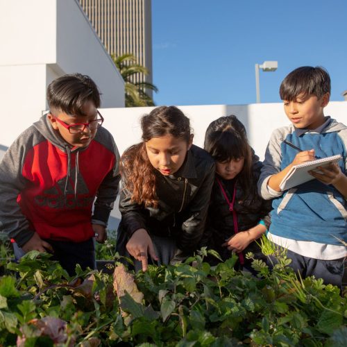 A group of elementary students examine the plants in their school garden.